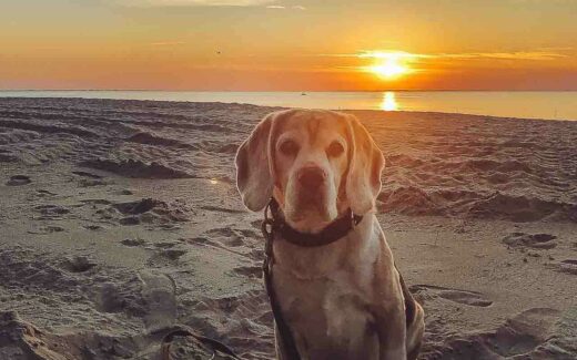 Hund am Hundestrand Lubmin im Sonnenuntergang