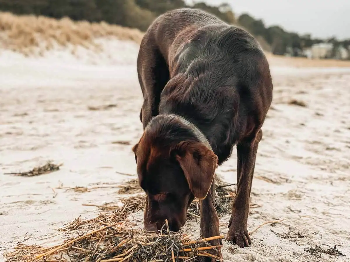 Urlaub mit Hund am Hundestrand in Lubmin