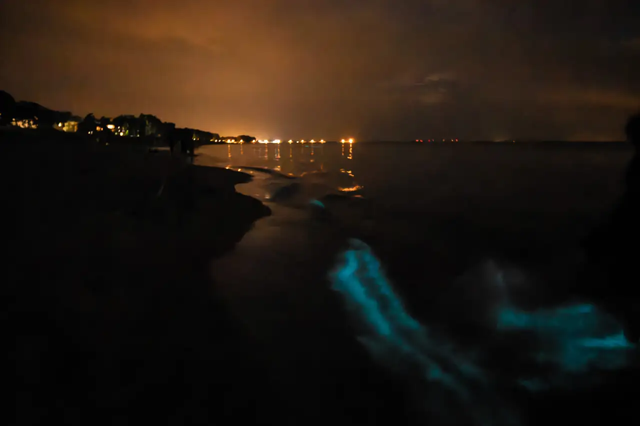 Phytoplankton am Strand von Lubmin