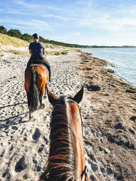 in der Untergehenden Sonne reiten 2 Pferde mit Reiter:innen den Strand von Lubmin entlang