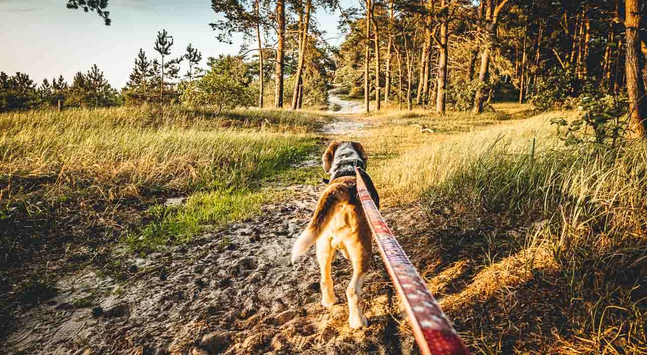 Spaziergang mit Hund in der Lubminer Heide