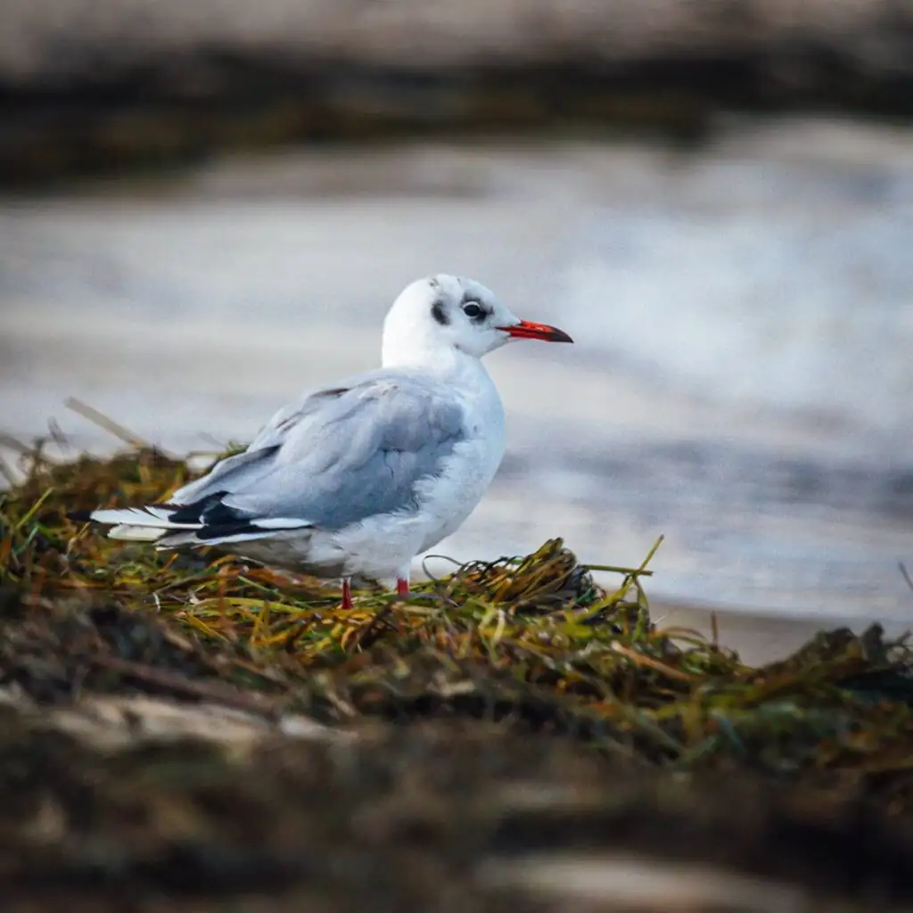 Möwe am Strand von Lubmin am Greifswalder Bodden